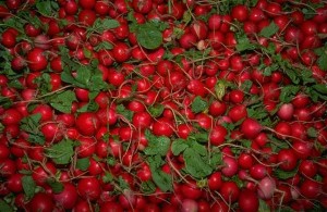 a pile of radishes