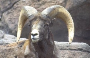 the ram showing you the way
