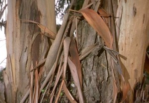 the fragrance of eucalyptus