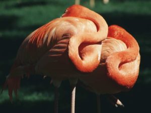 sleeping flamingos