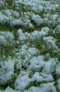 The fable of the grass and the snow