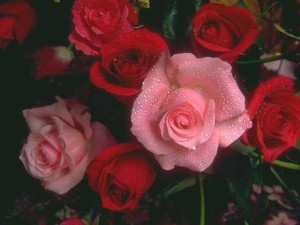 roses delivered to your door