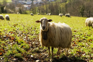 the origin of wool