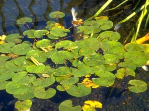 meeting on the lily pad