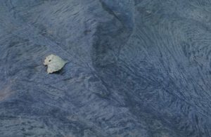 a blue leaf on blue stone