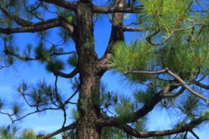 sacred pine