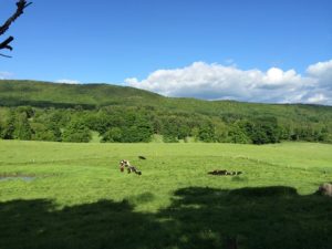 Summer in Alford Valley