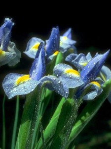 swept off your feet by irises