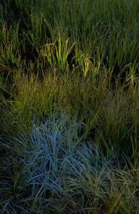 grasses of silver and gold