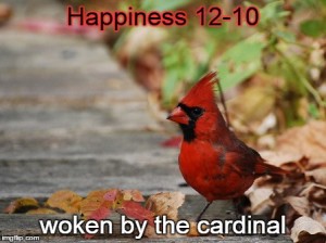 12-10-14 woken by the cardinal