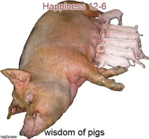 12-6-14 wisdom of pigs