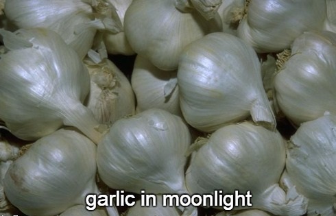 3-2 garlic in moonlight