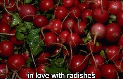 5-25 in love with radishes