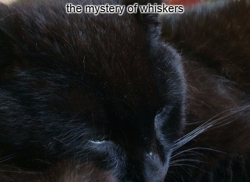 5-5 the mystery of whiskers
