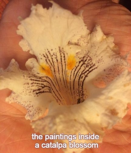 6-19 the paintings inside a catalpa blossom