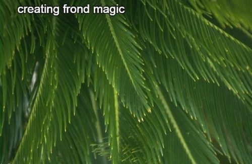6-30 creating  frond magic