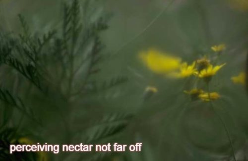 7-15 perceiving nectar not far off