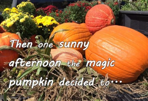 10-21 Then one sunny afternoon the magic pumpkin decided to...