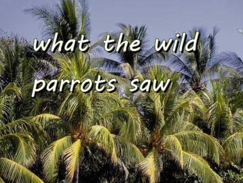 10-9 what the wild parrots saw