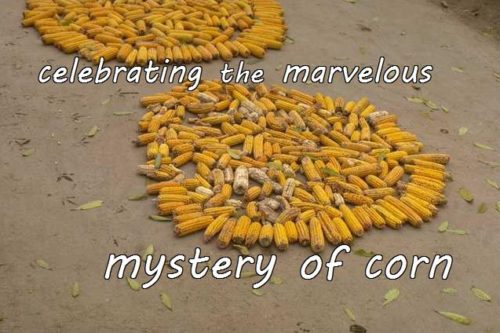 11-30 celebrating the marvelous mystery of corn