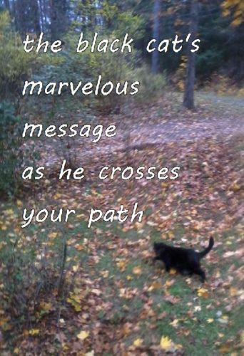 11-8 the black cat's marvelous message as he crosses your path