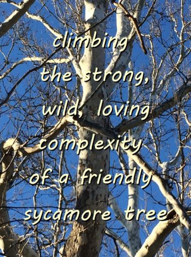 the strong, wild, loving complexity of a sycamore tree