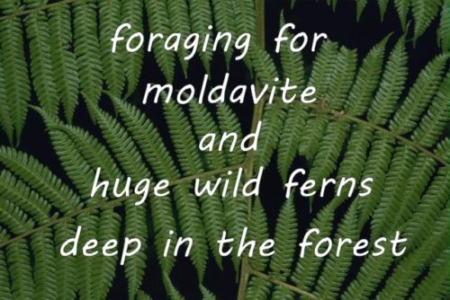 foraging for moldavite and huge wild ferns deep in the forest