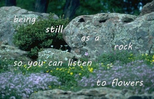 being still as a rock so you can listen to flowers