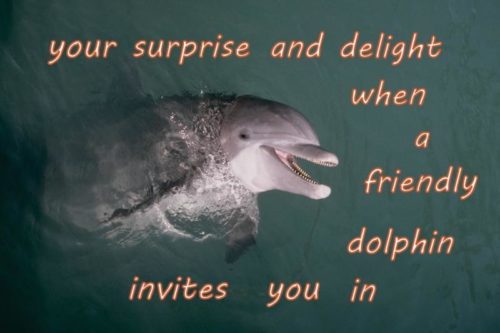 your surprise and delight when a friendly dolphin invites you in