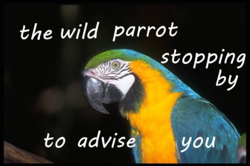 the-wild-parrot-stopping-by-to-advise-you