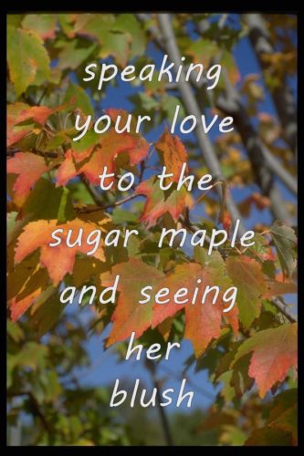 speaking-your-love-to-the-sugar-maple-and-seeing-her-blush