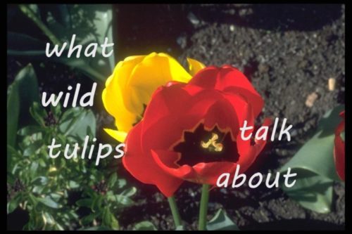 what-wild-tulips-talk-about