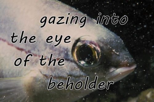 gazing-into-the-eye-of-the-beholder