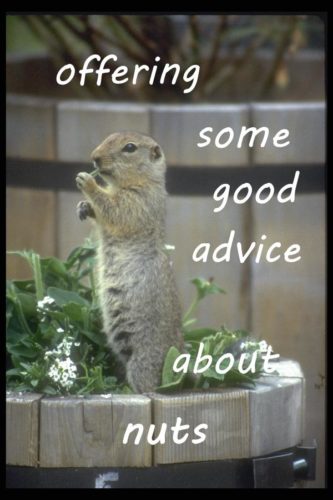 offering-some-good-advice-about-nuts