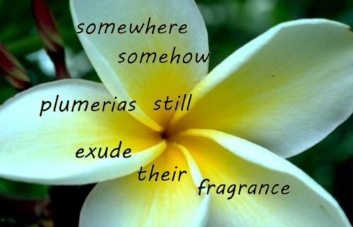 somewhere-somehow-plumerias-still-exude-their-fragrance