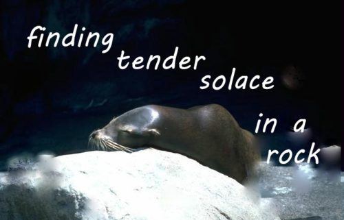 finding-tender-solace-in-a-rock