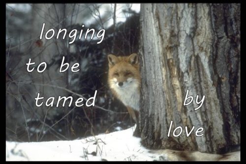 longing-to-be-tamed-by-love