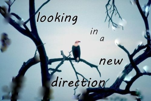 looking-in-a-new-direction