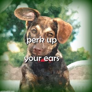 Perk up your ears