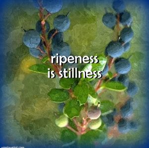 Ripeness is stillness