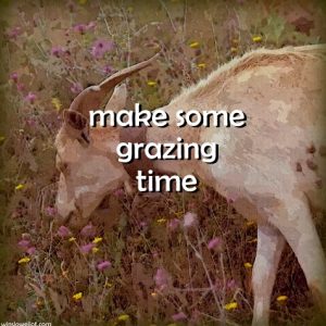 Make some grazing time