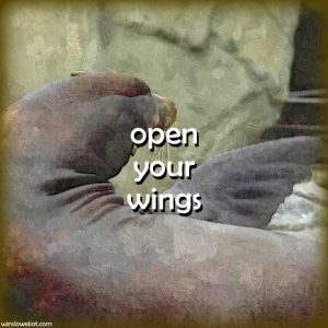 Open your wings