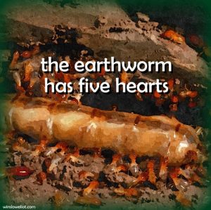 The earthworm has five hearts