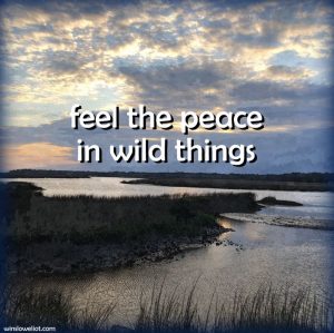 Feel the peace in wild things