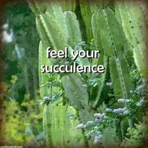 Feel your succulence