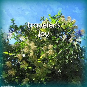 Traveler’s joy