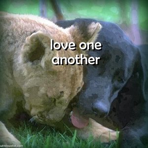 Love one another