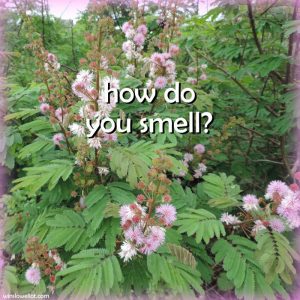 How do you smell?