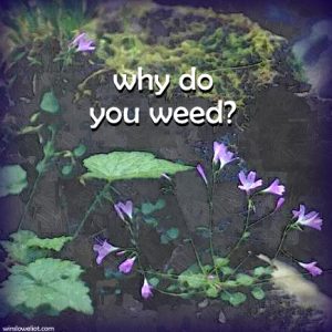 Why do you weed?