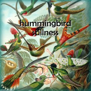 Hummingbird stillness